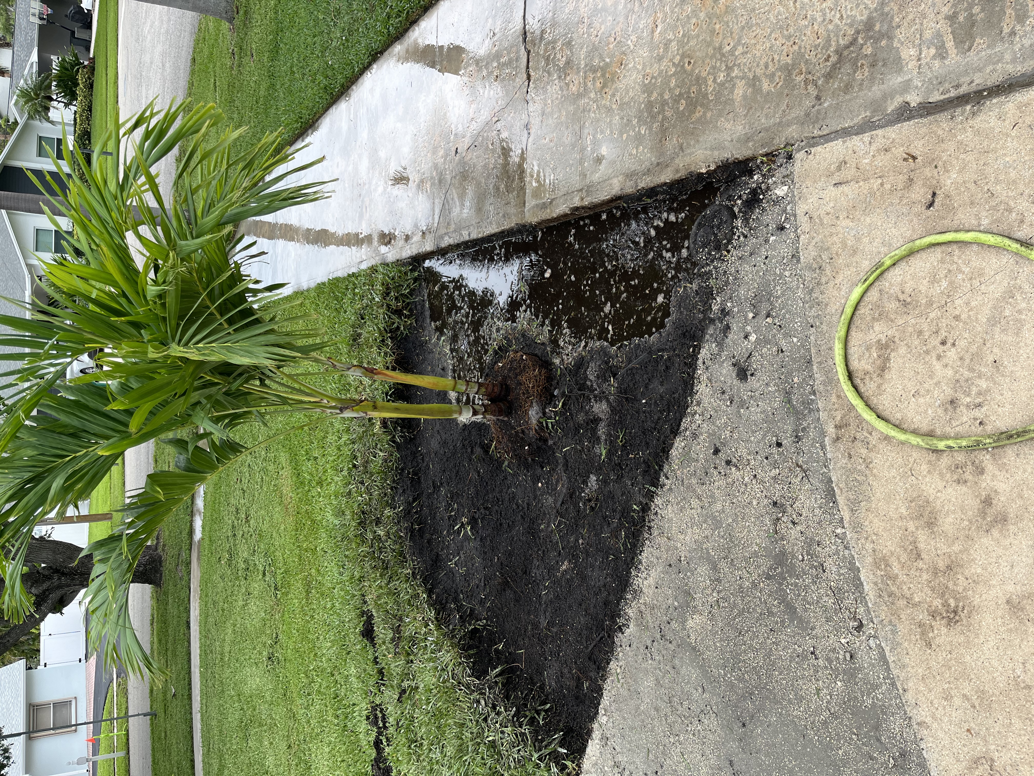 Palm tree area during early landscape prep with the surrounding bed opened up
